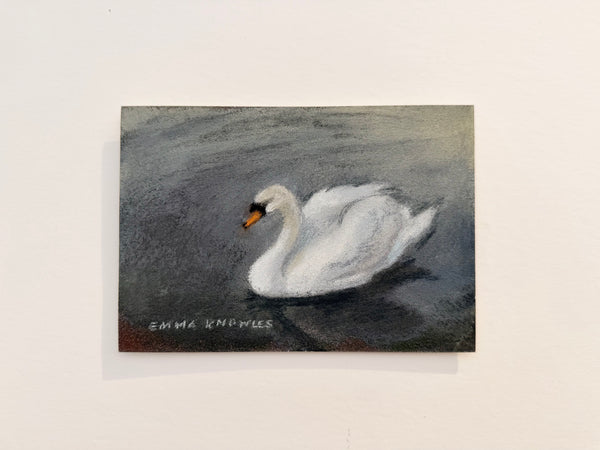 Swan